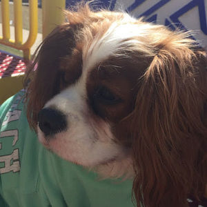 Meet your Posher, Calissa